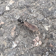 Polyrhachis lamellidens