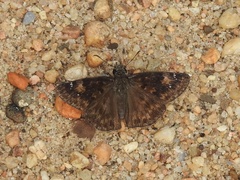 Erynnis zarucco