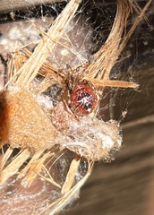 Tidarren sisyphoides