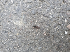 Polyrhachis lamellidens