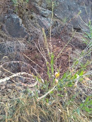 Oenothera curtiflora