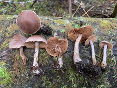 Cortinarius privignipallens