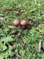 Stropharia rugosoannulata