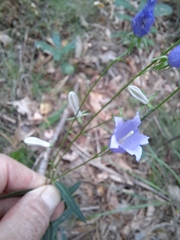 Adenophora triphylla