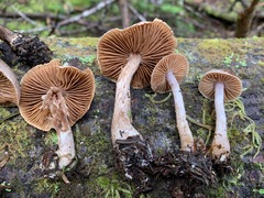 Cortinarius privignipallens