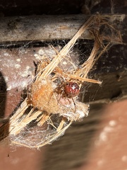 Tidarren sisyphoides