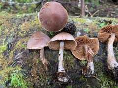 Cortinarius privignipallens
