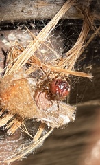 Tidarren sisyphoides