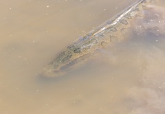 Channa argus