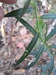 Adenophora triphylla