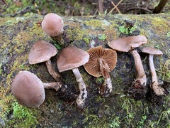 Cortinarius privignipallens