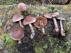 Cortinarius privignipallens