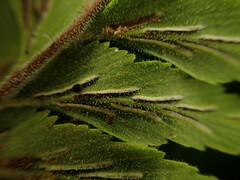 Asplenium contiguum