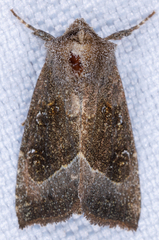 Papaipema nebris