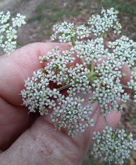 Kitagawia terebinthacea