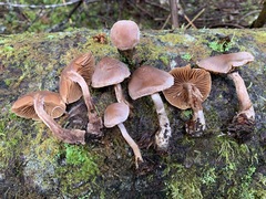Cortinarius privignipallens