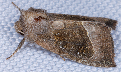 Papaipema nebris