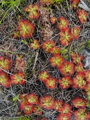 Drosera xerophila