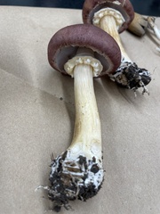 Stropharia rugosoannulata