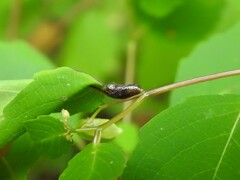 Neolasioptera impatientifolia