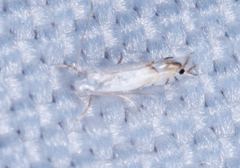 Phyllocnistis vitifoliella