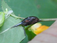 Neolasioptera impatientifolia