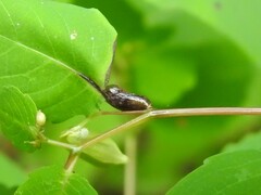 Neolasioptera impatientifolia