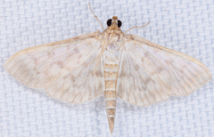 Herpetogramma theseusalis