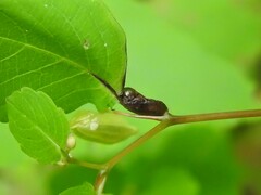 Neolasioptera impatientifolia