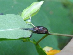 Neolasioptera impatientifolia