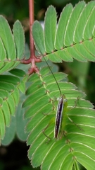 Conocephalus maculatus