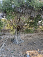 Olea europaea