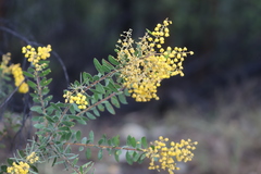 Acacia uncifera