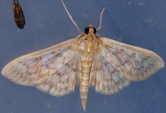 Herpetogramma theseusalis