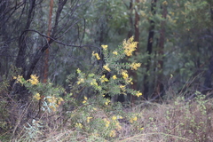 Acacia uncifera