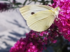 Pieris rapae