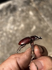Lucanus capreolus