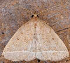 Zanclognatha marcidilinea