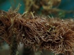 Asplenium contiguum