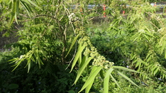 Callicarpa pilosissima