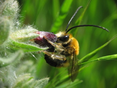 Eucera