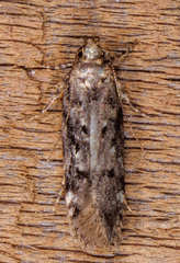 Chionodes mediofuscella