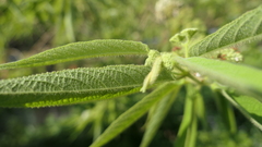 Callicarpa pilosissima