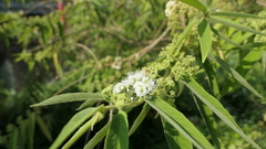 Callicarpa pilosissima