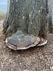 Ganoderma megaloma