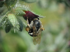 Anthophila