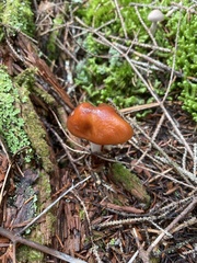 Cortinarius mucosus