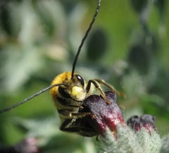 Eucera