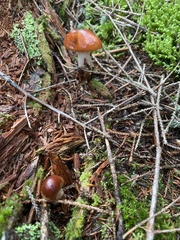 Cortinarius mucosus