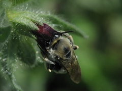 Anthophila